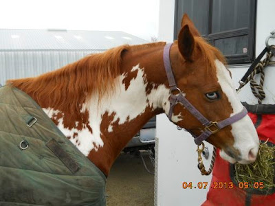 Splash - a chestnut frame overo paint horse