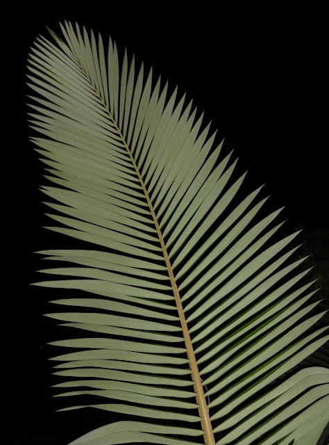 Palm Fronds Night