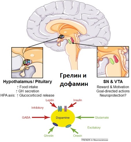 Грелин и дофамин