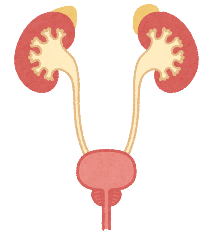 腎臓と膀胱のイラスト かわいいフリー素材集 いらすとや