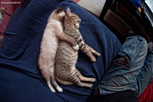 Foto Kucing Unyu Lagi Tidur [ www.BlogApaAja.com ]