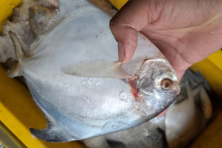 Ikan bawal putih