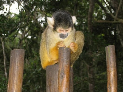 Meditating Monkeys Seen On www.coolpicturegallery.us