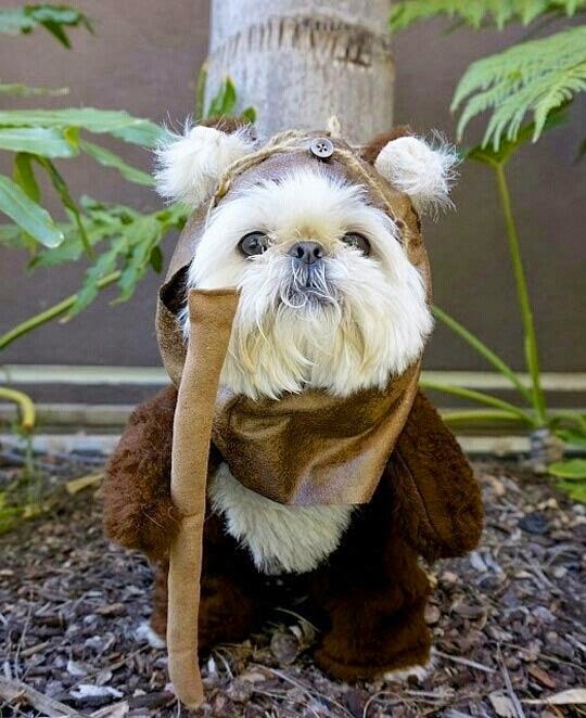 Shih tzu's may be the original inspiration for Ewoks