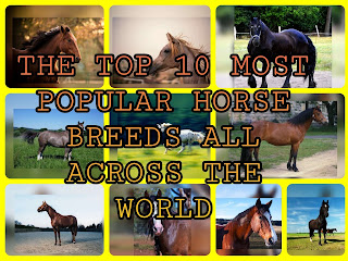 The Top 10 Most Popular Horse Breeds in the World | TOP 10 REAL