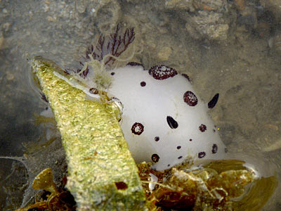 Funeral Nudibranch (Jorunna funebris)