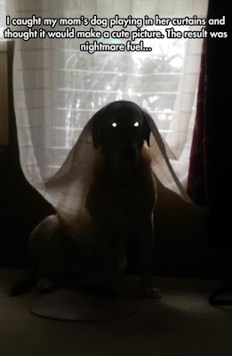 Funny dog pictures : I think i see a ghost