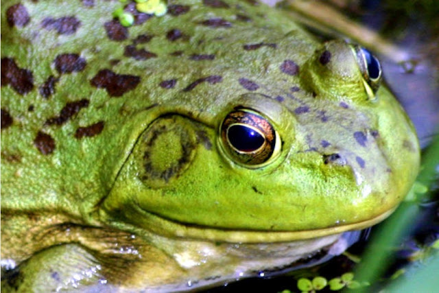 Image: Frog | Photo by Kenn W. Kiser, on MorgueFile