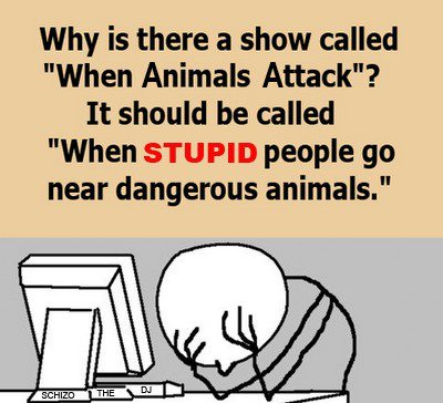 funny Show Called When Animals Attack - When Stupid People Go Near Dangerous Animals