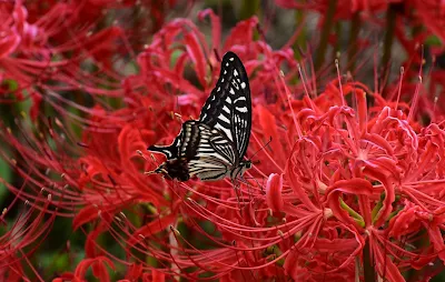 赤い彼岸花に止まるアゲハ