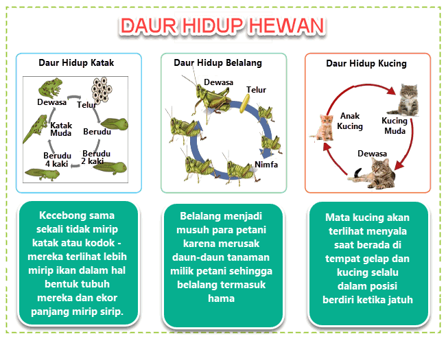 Daur Hidup Hewan