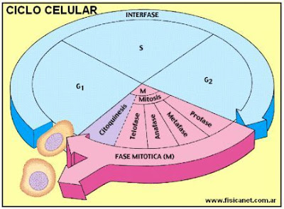 ciclo celular