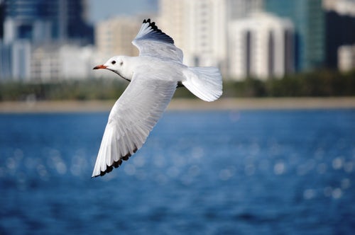 His first flight  summary-young seagull