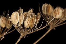 Fruiting heads of Hogweed, Heraclium sphondylium, behind the car park in Leaves Green, 3 December 2011.