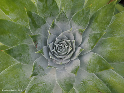 Echeveria plant by welaughindoors