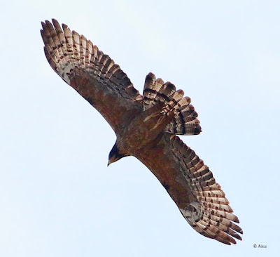 "They have a unique, narrow head and a long tail that aids in their movement through the forest canopy. Their plumage is dark with pale markings on the wings and tail and varies in hue and design."