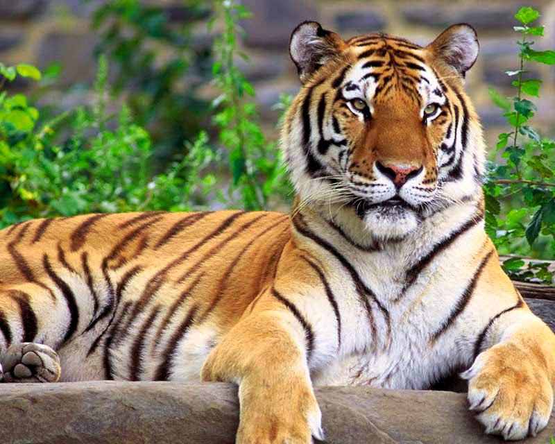 Mengenal Harimau Sumatera Yang Terancam Punah Alam Pedia