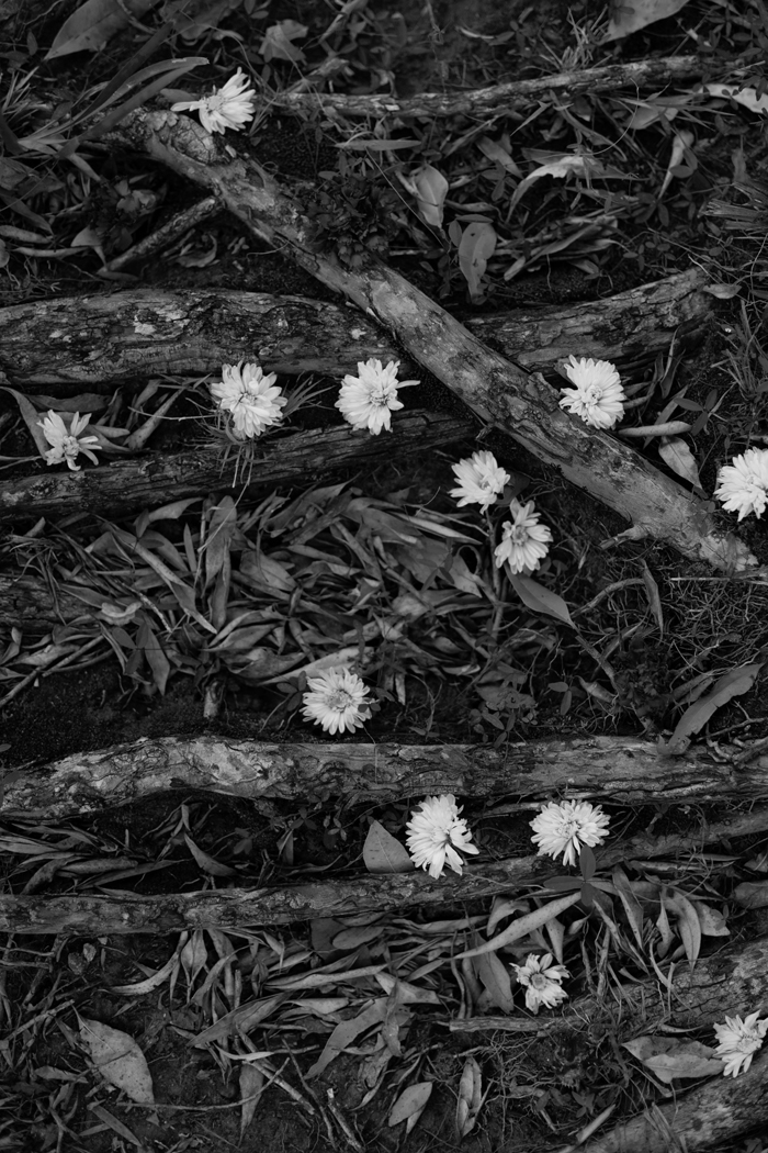 flowers in forest