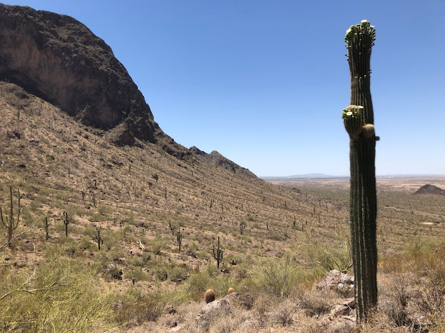 valley of saguaro cacti in front of a mountain