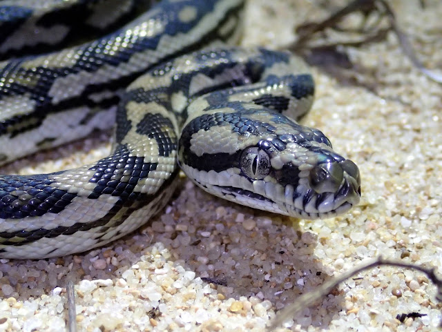 carpet python