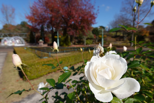 鳥取県西伯郡南部町鶴田 とっとり花回廊 バラ（薔薇）