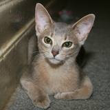 Blue Abyssinian Cat