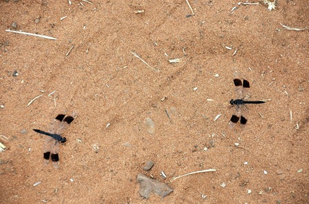 The spots on the wings of the dragonflies, like brown velvet. The spots on the wings of the dragonflies, like brown velvet.