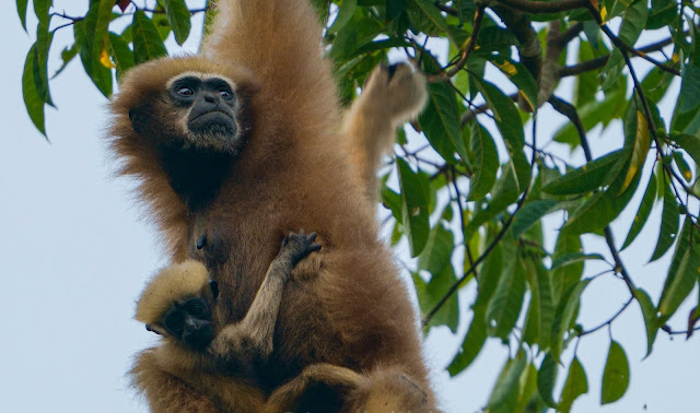 Hoolock Gibbon - the only ape of India