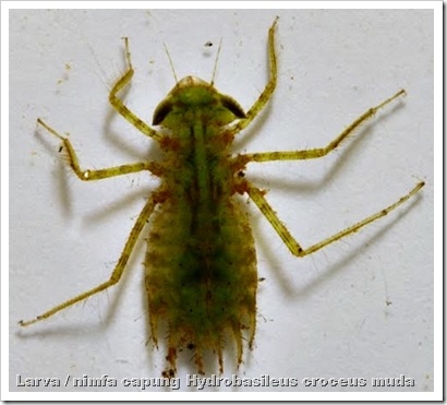 larva capung Hydrobasileus croceus1