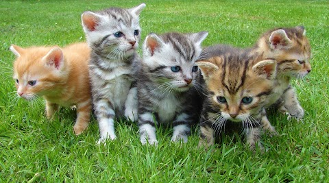 Best Cats Babies Pets Images Free Copyright Images Download 