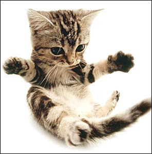 american shorthair cat animal cute little cats