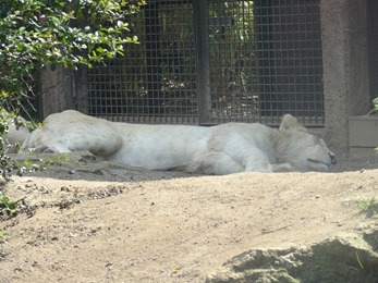 2017.08.26-008 lionne blanche