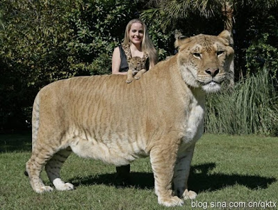 Hercules, kucing terbesar di dunia menurut Guiness World Record