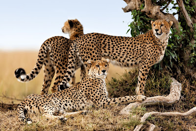 Leopardos en la sabana de Africa son bonitos felinos