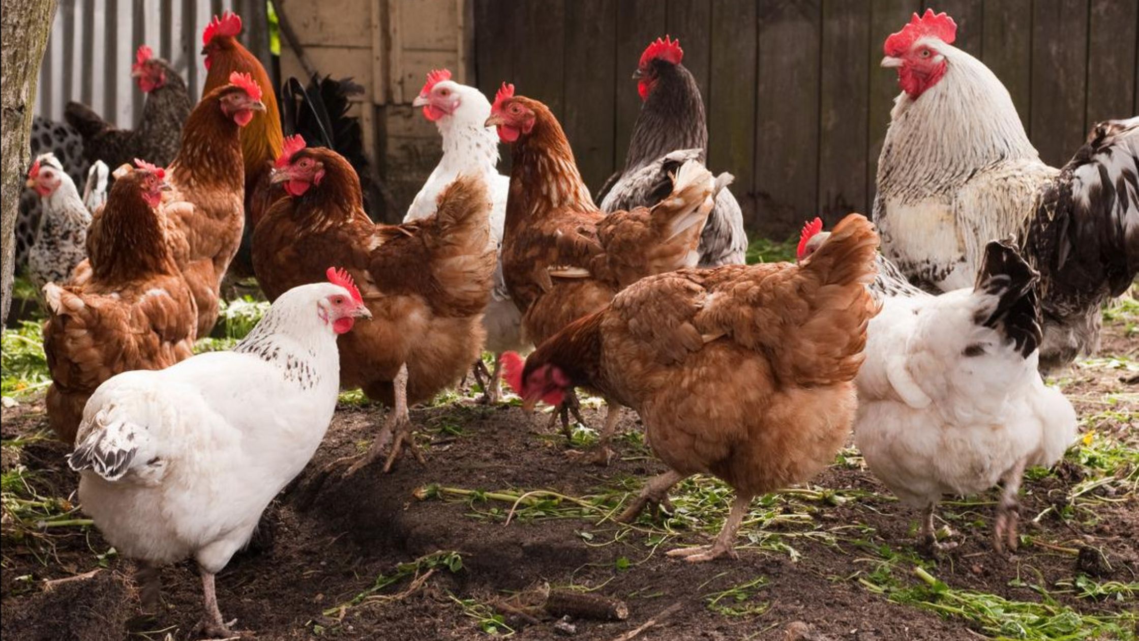 बारिश में मुर्गियों को बीमारियों से बचाने के टिप्स | Management tips of poultry farms in hindi