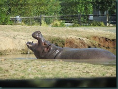 Zoo August 2012 045