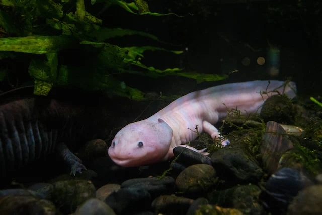 photo of axolotl