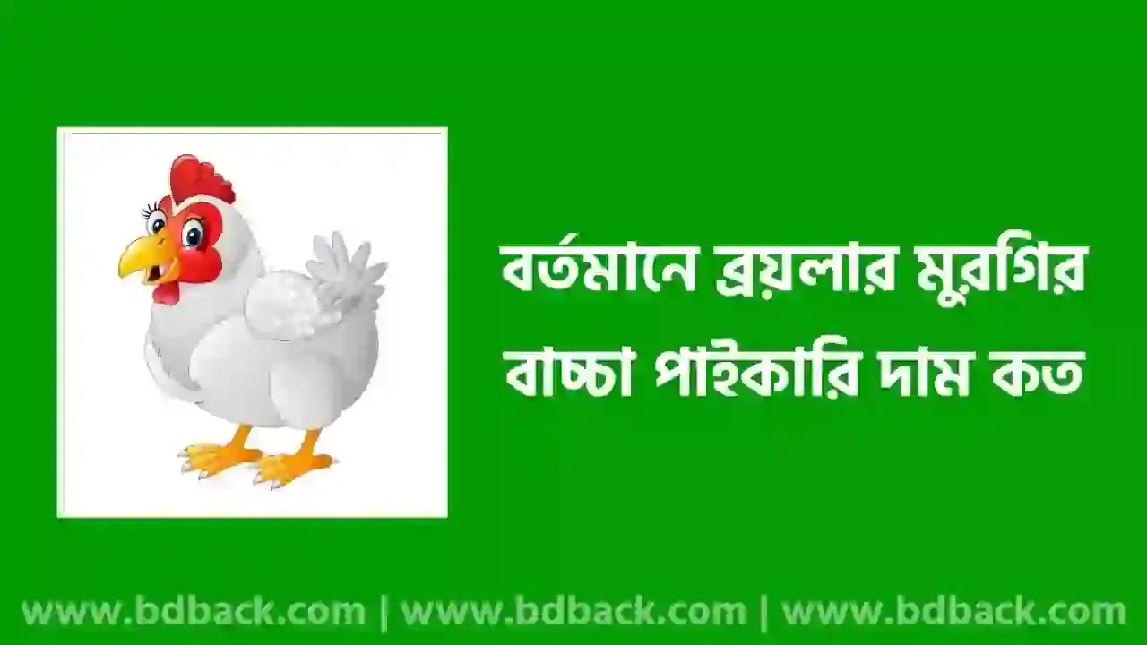 আজকে ব্রয়লার মুরগির বাচ্চার পাইকারি দাম কত (আপডেট), পোল্ট্রি মুরগির বাচ্চার দাম কত