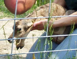 A baby was lying near the male's feet, surprisingly it was not injured during the struggle with being entangled in the fence.