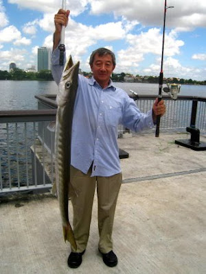 Barracuda also know as Saw Kun 沙君 or Ikan Kacang Caught by Ah Lee weighing 6kg plus at Woodland Jetty on 17th Nov 2011 Fishing Hotspots was created to share with those who are interested in fishing on tips and type of fishes caught around Woodland Jetty Fishing Hotspots.