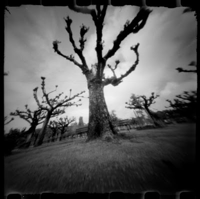 photo of Trees in Golden Gate Park taken with matchbox pinhole camera by Judith Hoffman