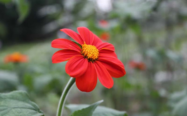 Mexican Sunflower Pictures