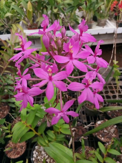 Epidendro ou Epidendrum spp Orquídea-crucifixo, Orquídea-estrela