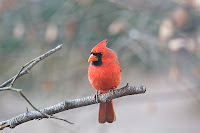 cardinal on a limb