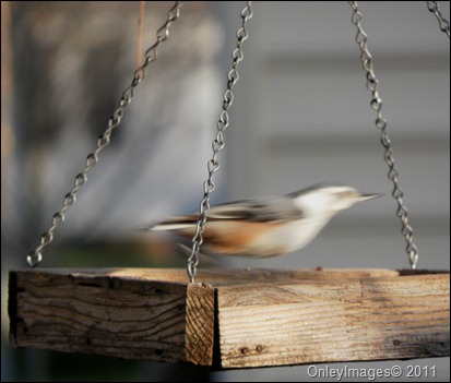 red-breasted nuthatch (1)