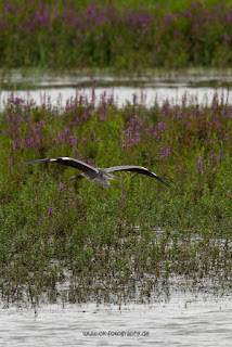 Wildlifefotografie Lippeaue Graureiher