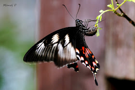 The romulus form of Common Mormon female mimicking Crimson Rose Butterfly Laying Eggs