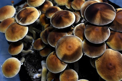 Psilocybin mushrooms Components