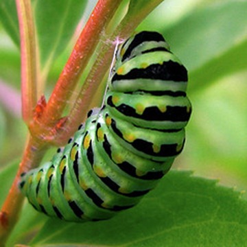 GREEN_CATERPILLAR