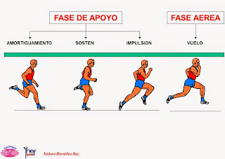 Resultado de imagen de fases de la carrera